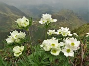 34 Anemoni narcissini (Anemonastrum narcissiflorum) con vista verso il Mincucco